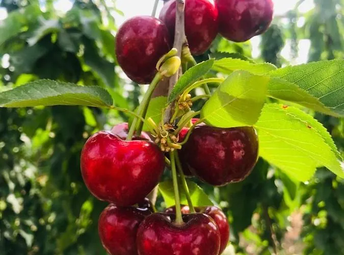 Casa vacanze Quinta Lourena - Casa Do Desassossego *