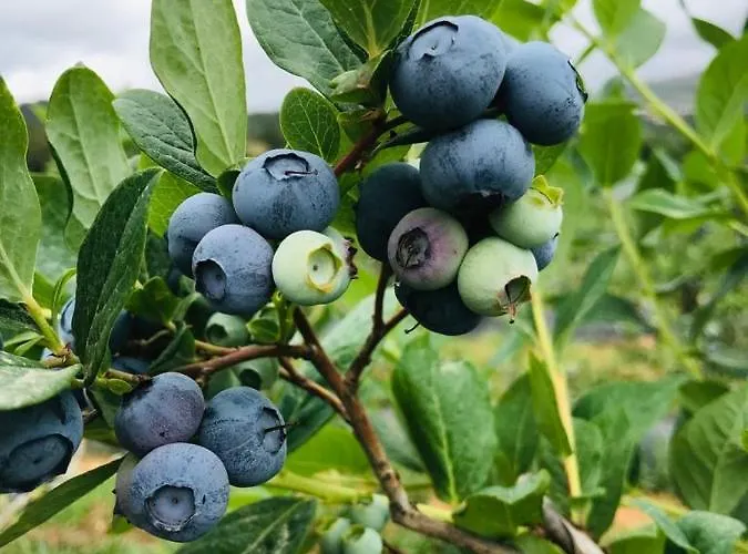 Casa vacanze Quinta Lourena - Casa Do Desassossego *