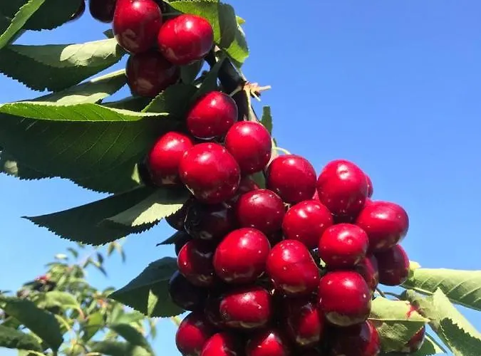 Quinta Lourena - Casa Do Desassossego Casa vacanze